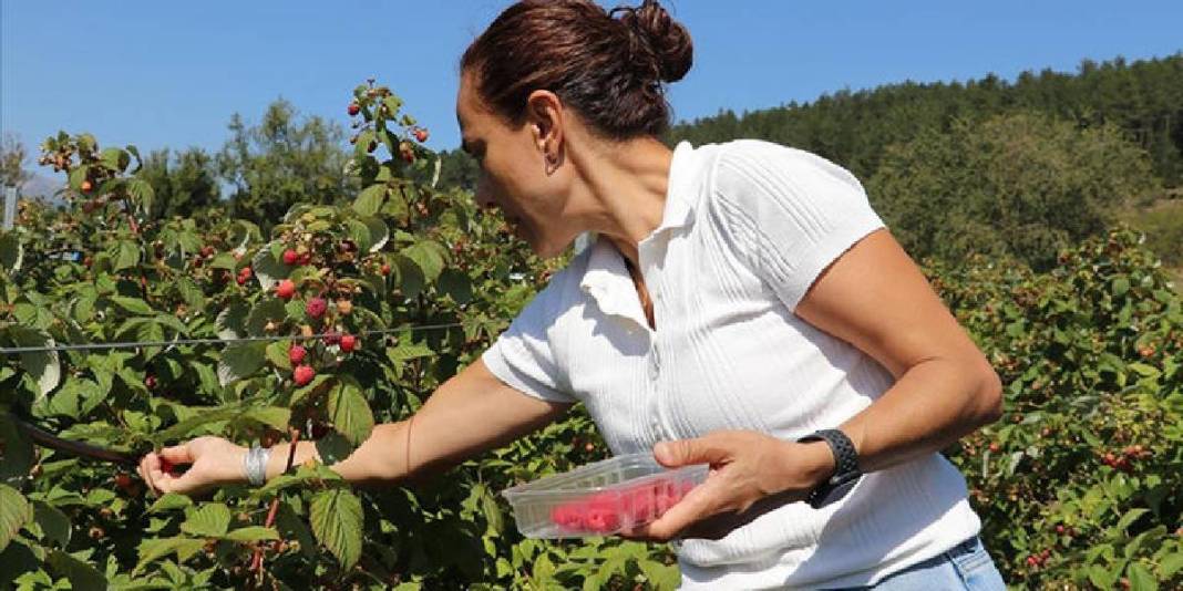 Sektör değiştirdi, sağlıktan tarıma geçiş yaptı! Topraktan gelen başarı: O üretiyor organik tüketiliyor 1